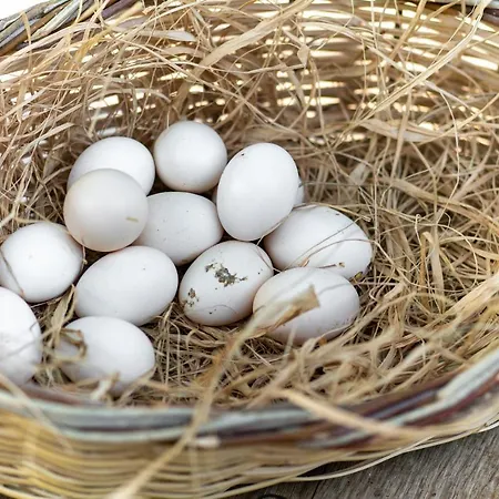 Sunolus Vineyardhouse 호텔 카이세리