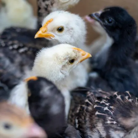 Sunolus Vineyardhouse * 카이세리