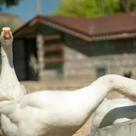 Sunolus Vineyardhouse 카이세리