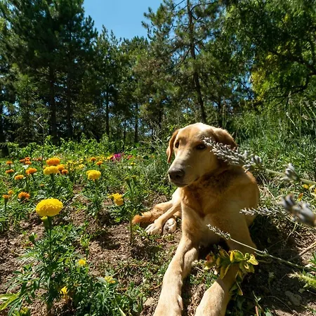 Sunolus Vineyardhouse