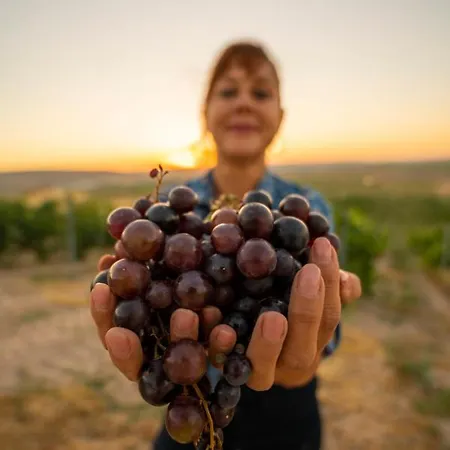 호텔 Sunolus Vineyardhouse 카이세리