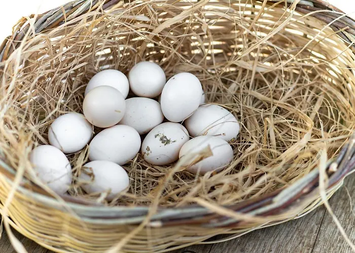 Sunolus Vineyardhouse 호텔 카이세리