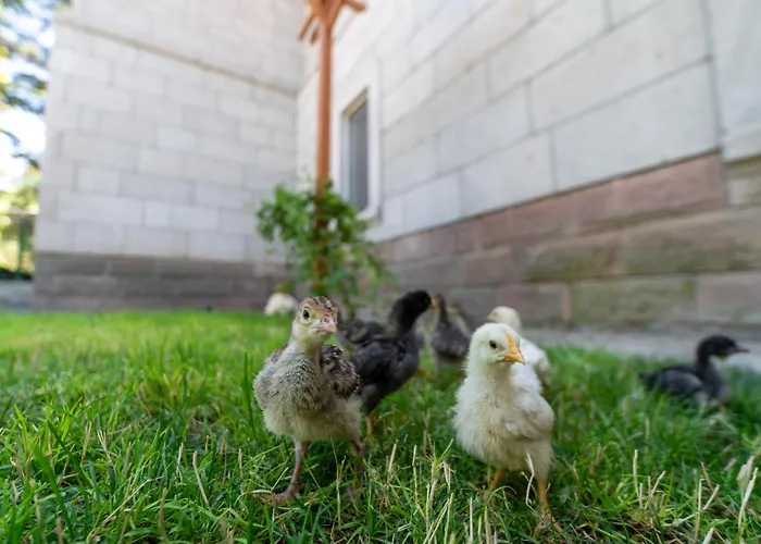 Sunolus Vineyardhouse Hotel *