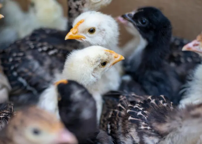 Sunolus Vineyardhouse * Καισάρεια