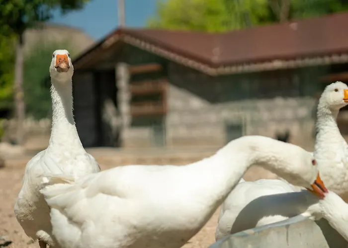 Sunolus Vineyardhouse Καισάρεια