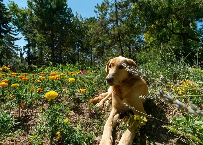Sunolus Vineyardhouse