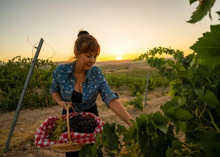 Sunolus Vineyardhouse *