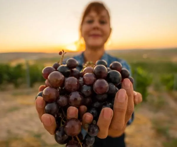 Ξενοδοχείο Sunolus Vineyardhouse Καισάρεια